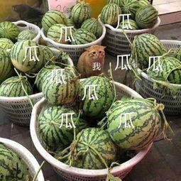 吃瓜娱乐718吃瓜网,718吃瓜网带你畅游吃瓜盛宴  第3张