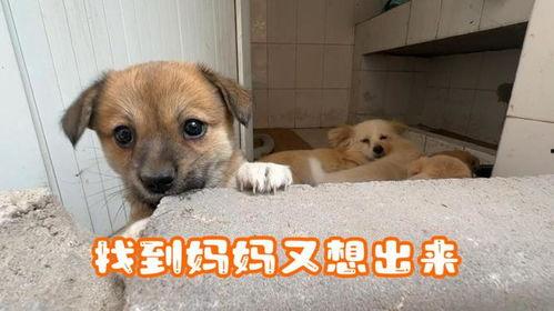 娱乐吃瓜酱中狗妈,娱乐吃瓜酱中的神秘力量  第2张