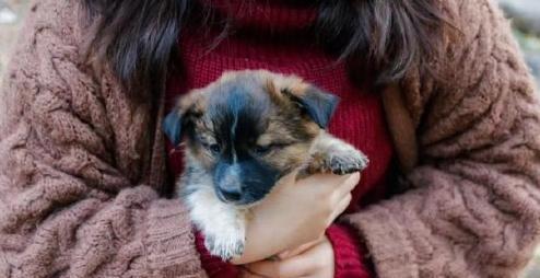 娱乐吃瓜酱中狗妈,娱乐吃瓜酱中的神秘力量  第3张