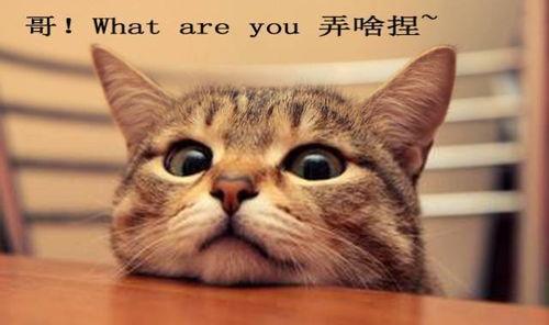 娱乐吃瓜君折耳猫  第2张