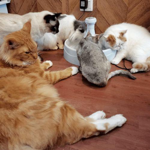 娱乐吃瓜君折耳猫  第3张