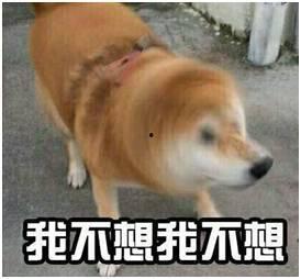 假如狗会说话娱乐吃瓜酱,娱乐吃瓜酱带你领略狗狗界的趣味日常  第2张